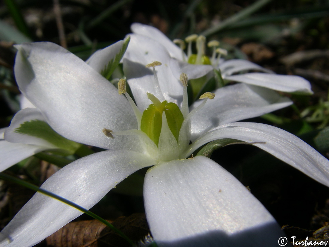 Изображение особи Ornithogalum fimbriatum.