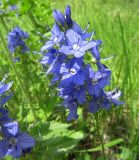 Veronica teucrium. Соцветие. Республика Татарстан, г. Казань, окраина, пустырь. 20.06.2015.