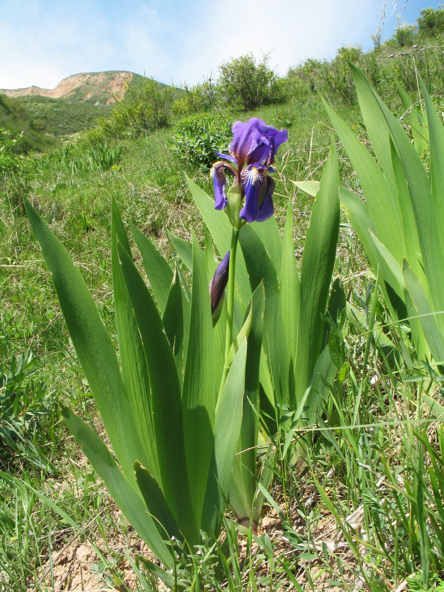 Image of Iris alberti specimen.