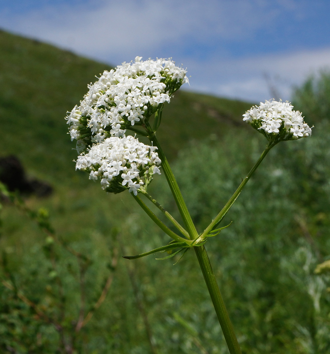 Изображение особи Valeriana dubia.