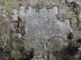 division Ascomycota. Таллом с апотециями. Архангельская обл., Приморский р-н, окр. пос. Боброво, лес, на стволе. 14.05.2013.