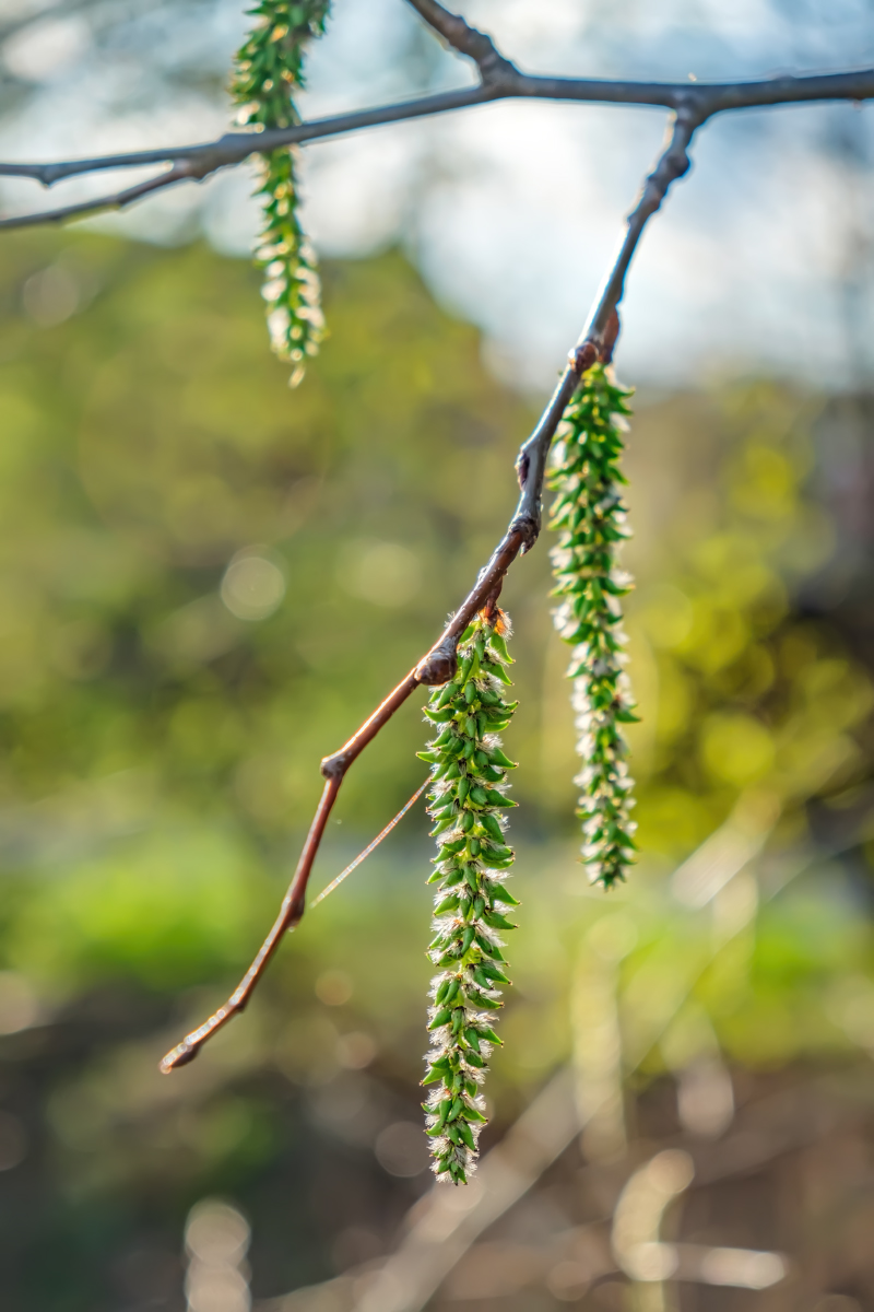 Image of Populus tremula specimen.