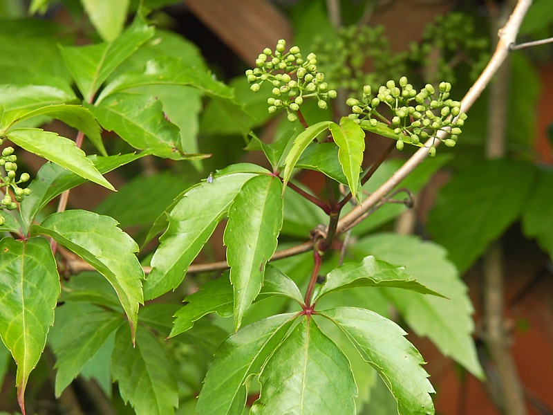 Изображение особи Parthenocissus quinquefolia.