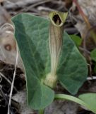 Aristolochia lutea