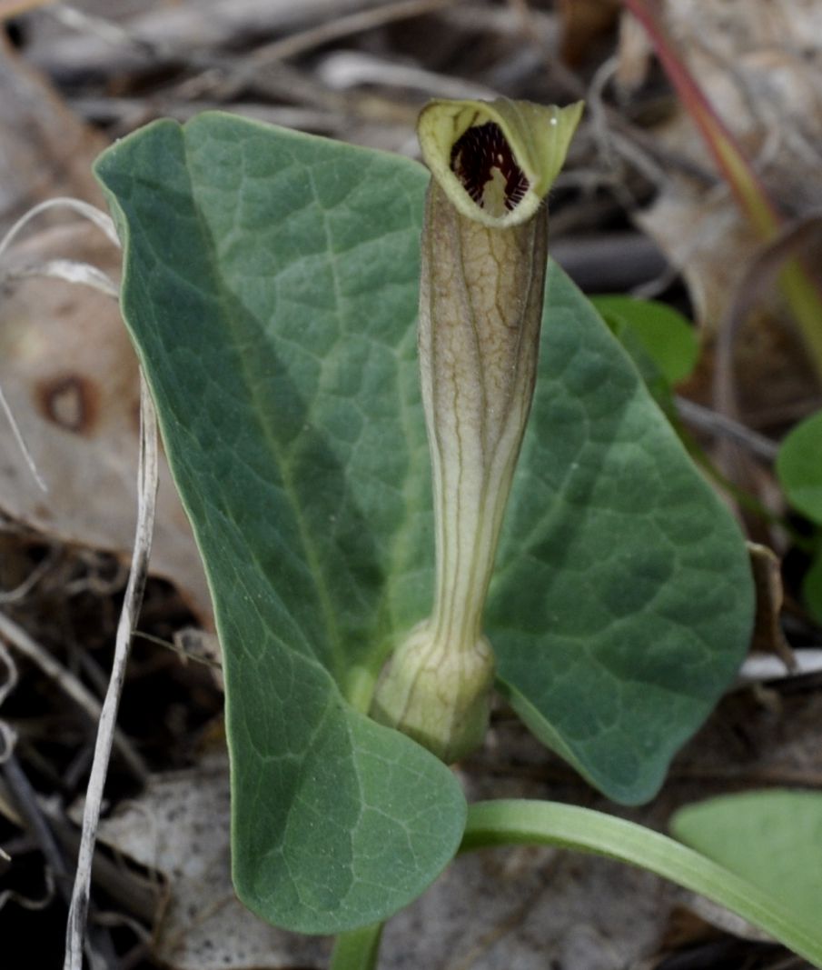 Изображение особи Aristolochia lutea.