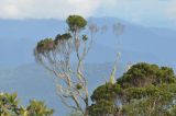 неопознанный вид. Крона старого дерева. Малайзия, о-в Борнео, пров. Сабах, склон горы Трас-Мади, предвершинное плато, ≈ 1800 м н.у.м. 23 февраля 2013 г.