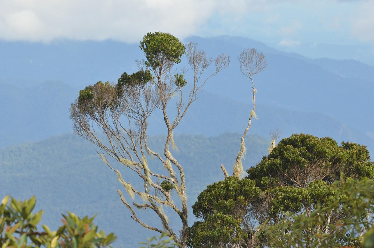 Image of Unknown species specimen.