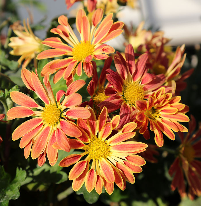 Image of Chrysanthemum indicum specimen.
