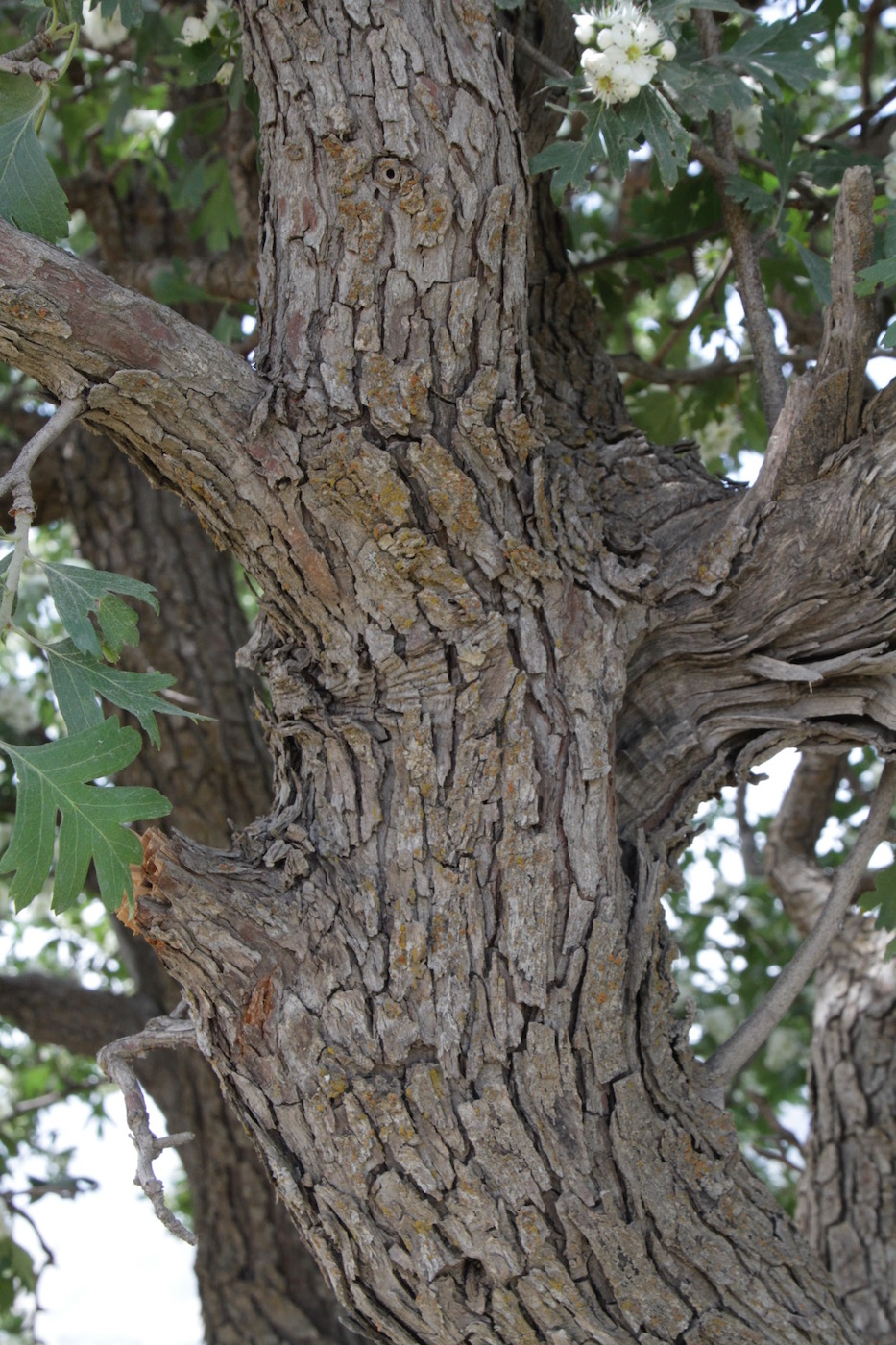 Изображение особи Crataegus pontica.