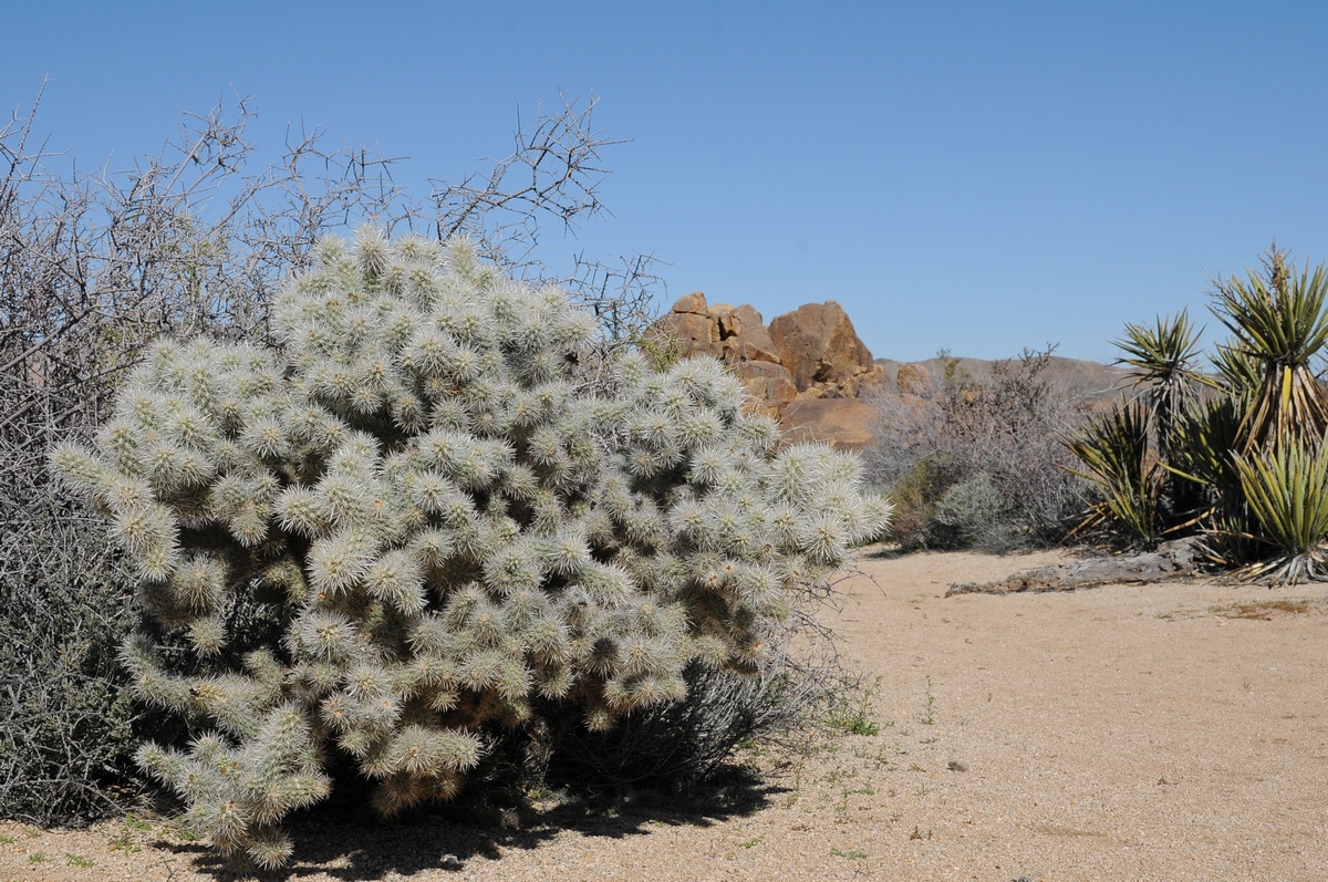 Изображение особи Cylindropuntia echinocarpa.