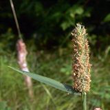 Phleum pratense. Соцветие и лист. Амурская обл., Бурейский р-н, окр. с. Виноградовка, заросшая травой дорога в дубовом лесу. 20.07.2016.