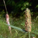 Phleum pratense