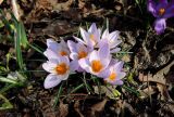 Crocus subspecies atticus