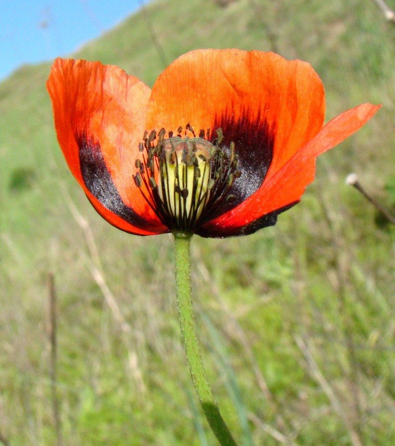 Изображение особи Papaver stevenianum.