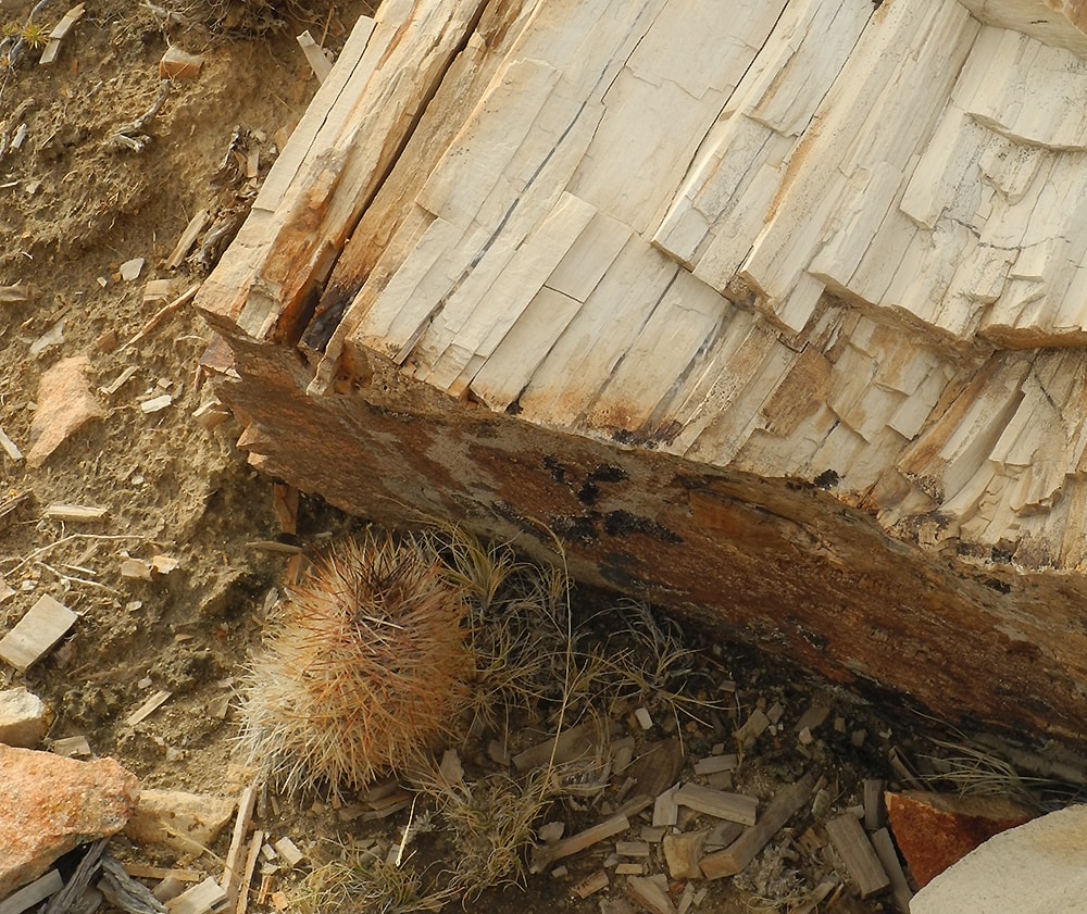 Image of Acanthocalycium leucanthum specimen.