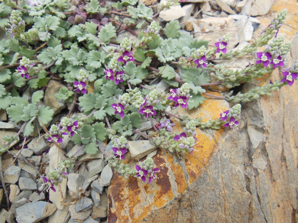 Image of Veronica microcarpa specimen.