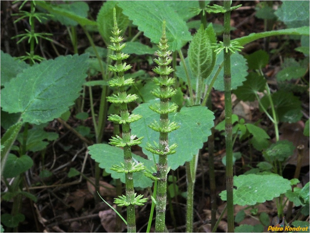 Изображение особи Equisetum arvense.