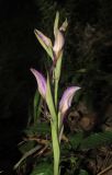 Limodorum abortivum var. viride