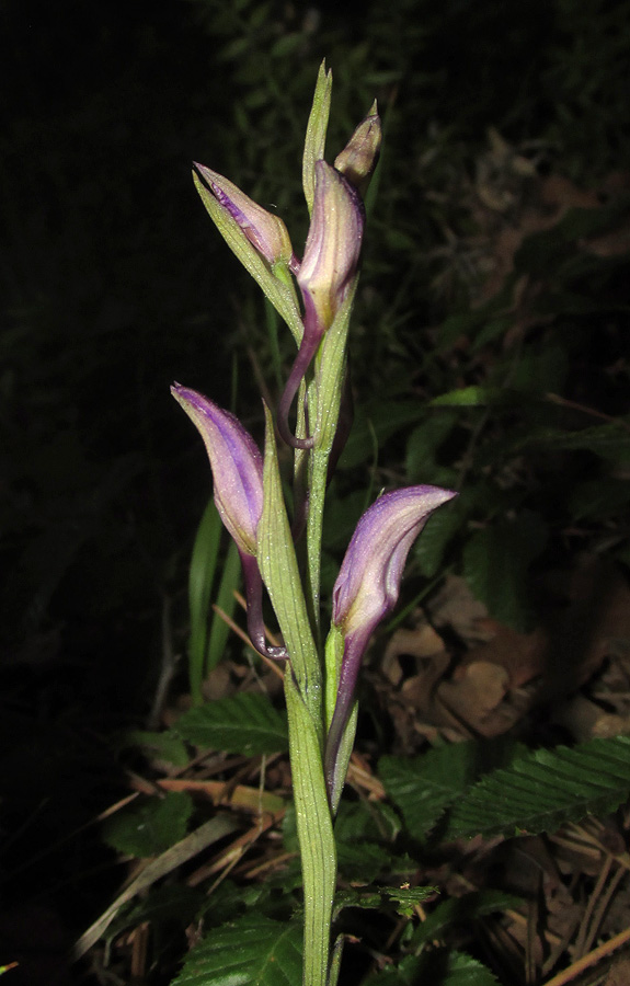 Image of Limodorum abortivum var. viride specimen.