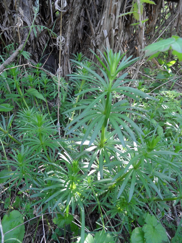 Image of genus Galium specimen.