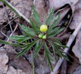 Anemone ranunculoides. Растение на стадии бутонизации. Украина, Киев, заказник \"Лесники\", низинная часть. 5 апреля 2010 г.