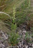 Reseda lutea