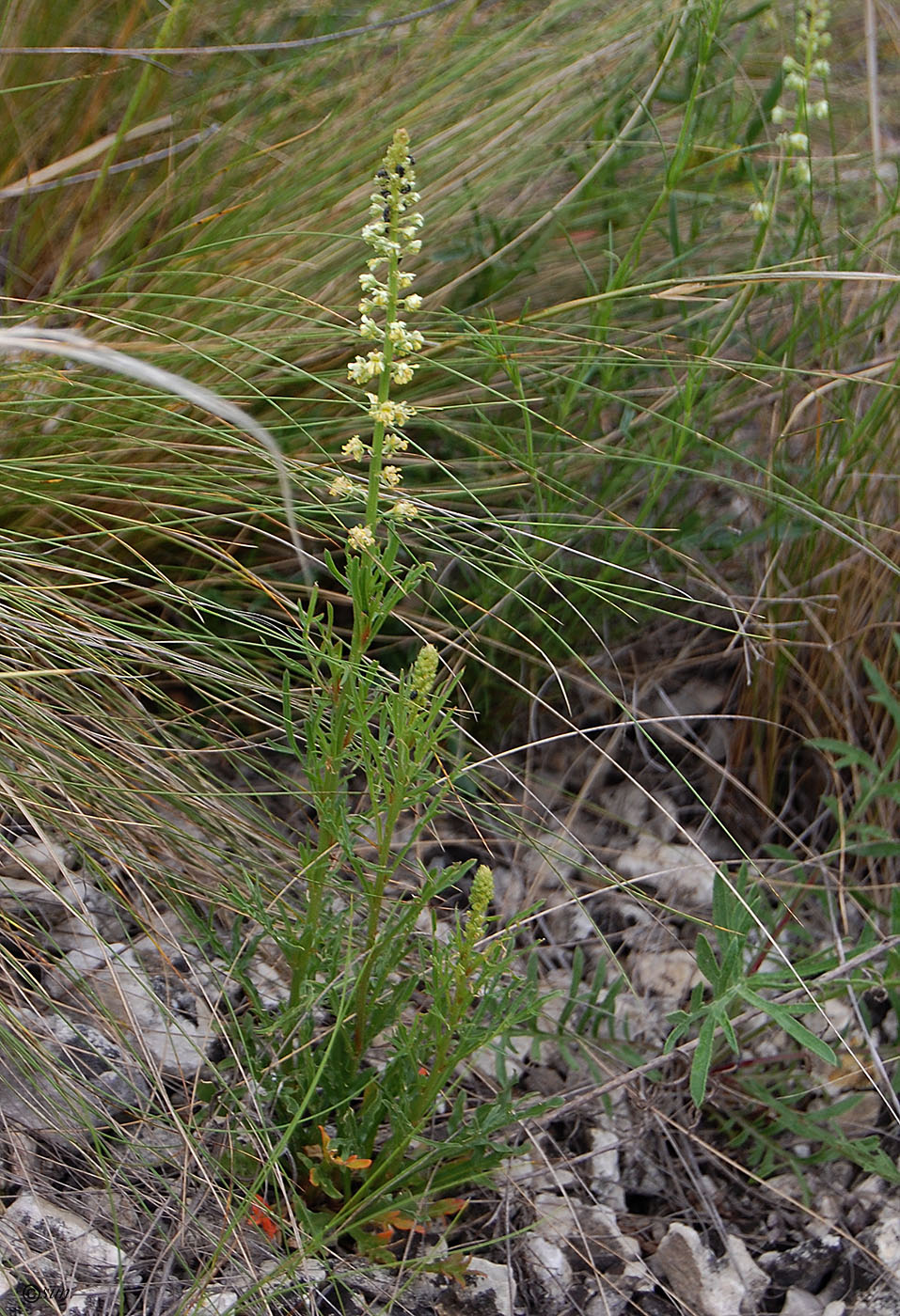 Image of Reseda lutea specimen.