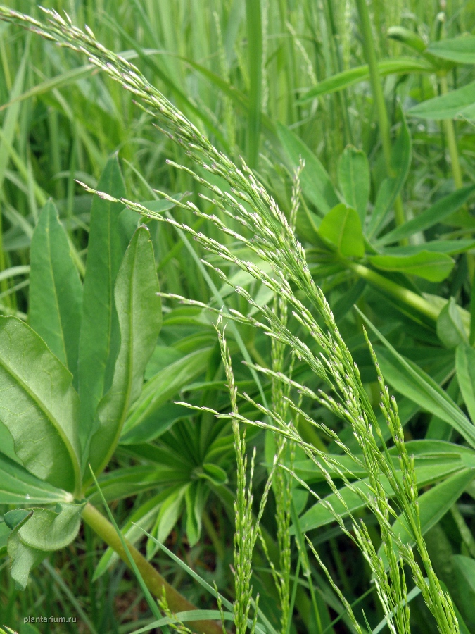 Image of Poa palustris specimen.