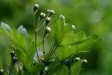 Crataegus rhipidophylla