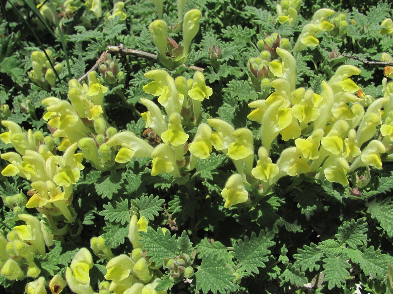 Image of Scutellaria novorossica specimen.