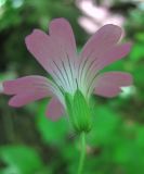 Geranium gracile