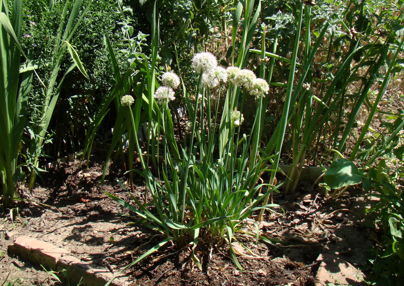 Image of Allium nutans specimen.