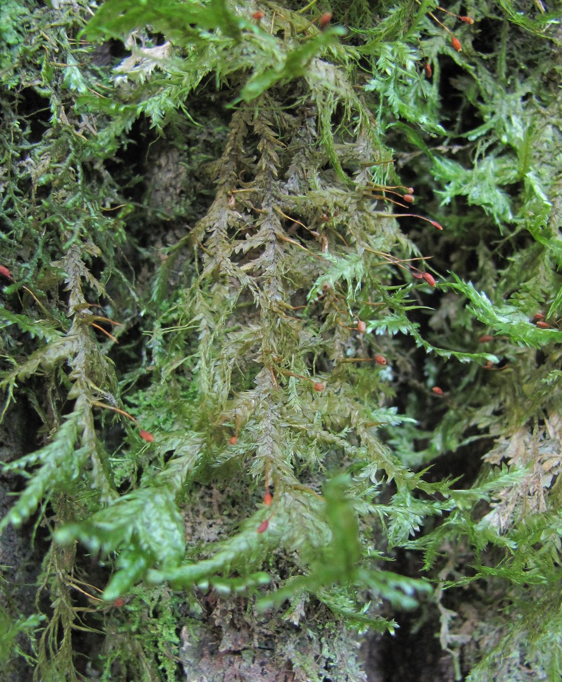 Изображение особи Neckera complanata.