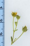 Potentilla argentea