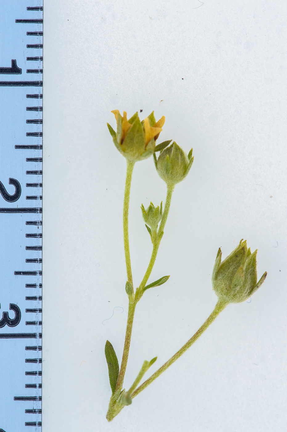 Image of Potentilla argentea specimen.