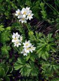 Anemonastrum fasciculatum