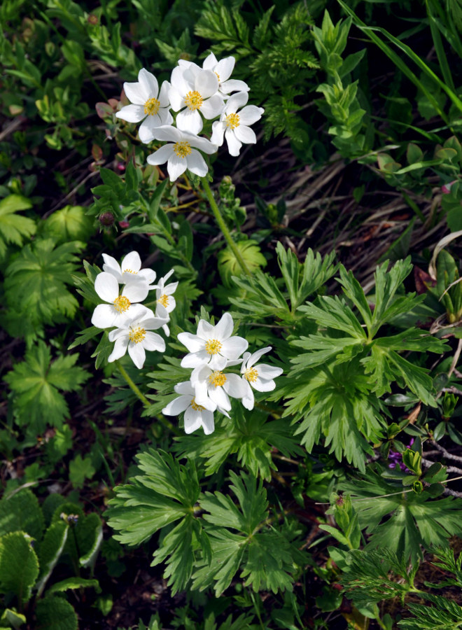 Изображение особи Anemonastrum fasciculatum.