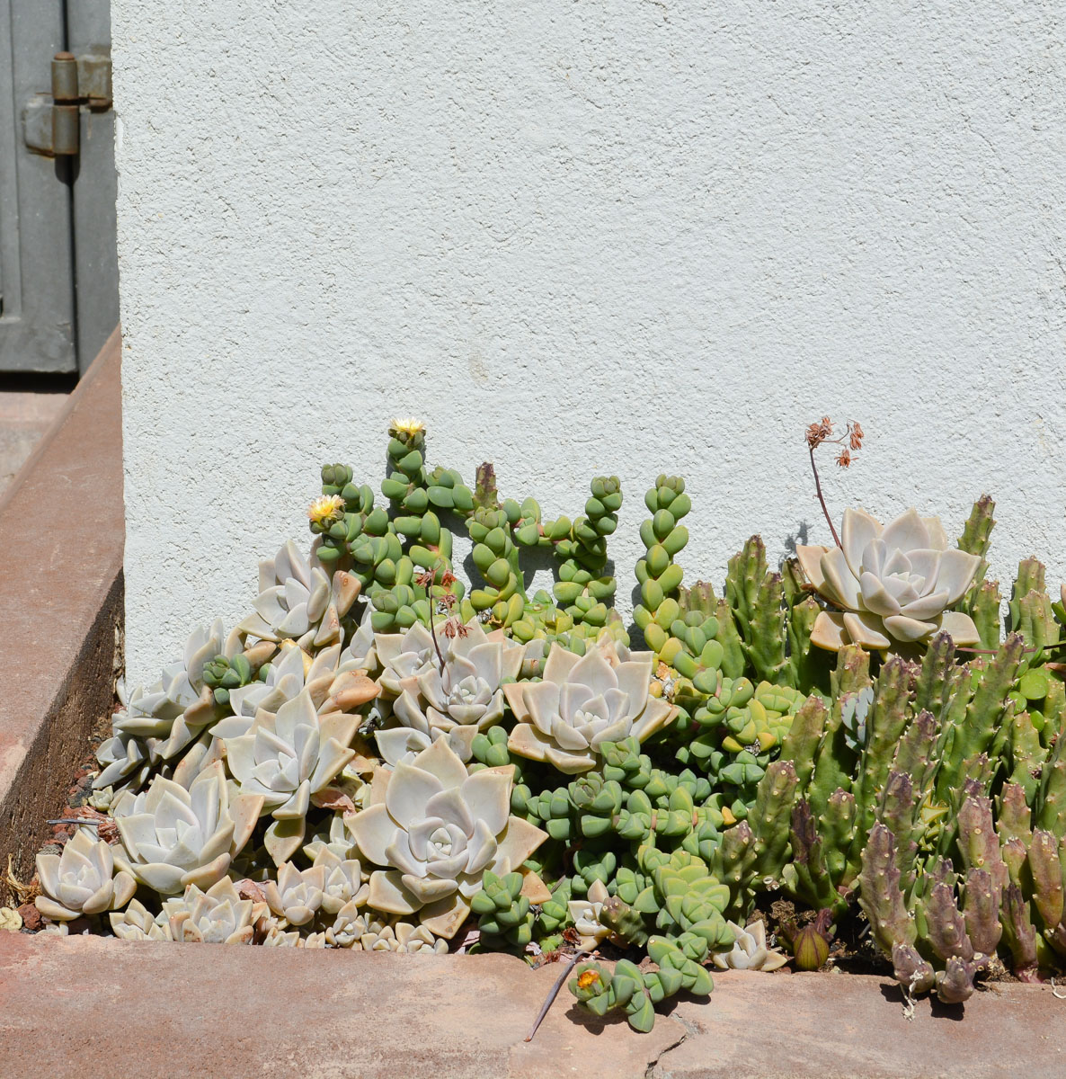 Image of Corpuscularia lehmannii specimen.