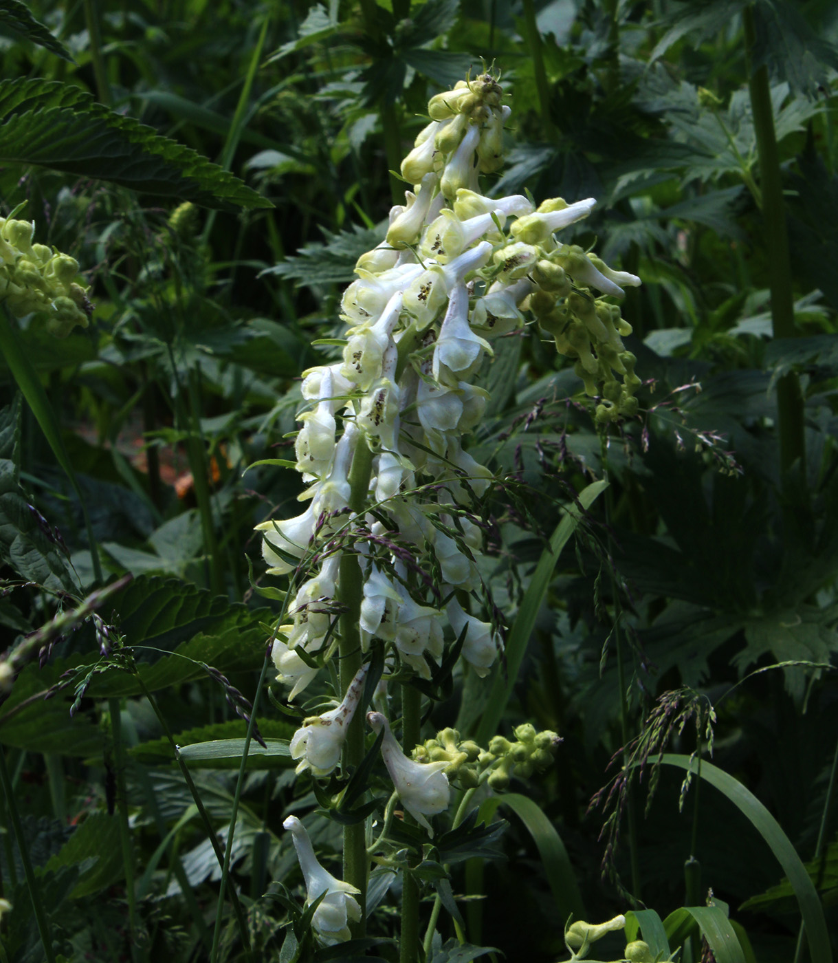 Image of Aconitum orientale specimen.