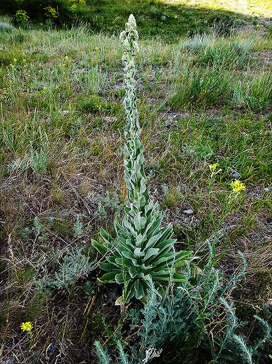 Изображение особи Verbascum songaricum.