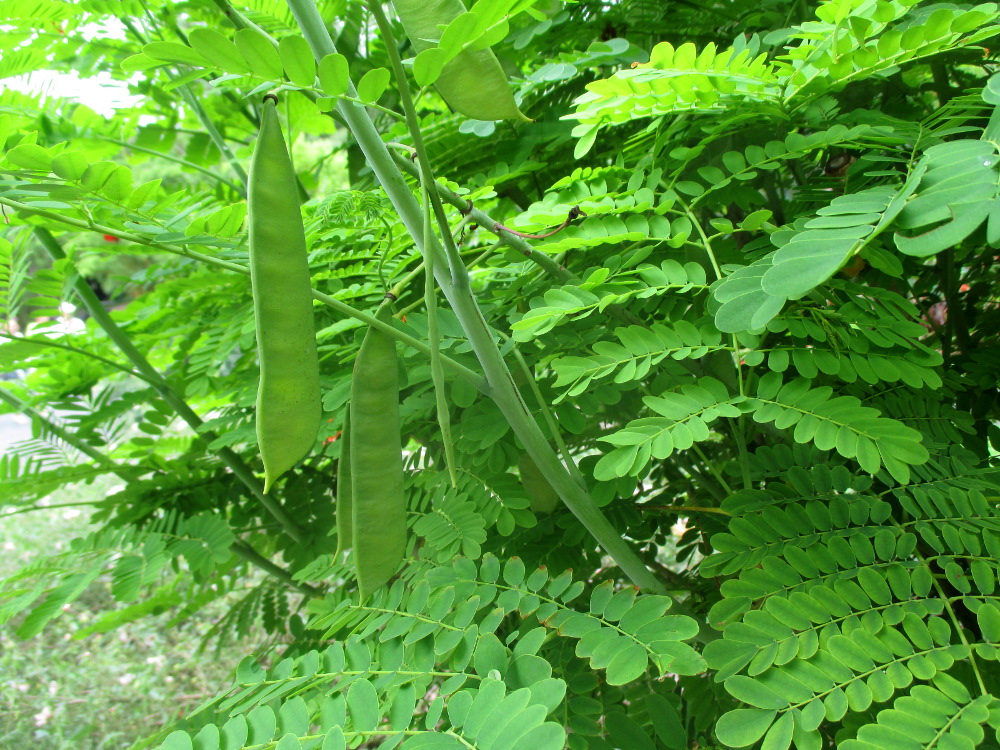 Image of Caesalpinia pulcherrima specimen.