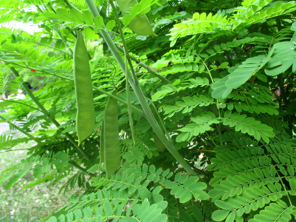 Изображение особи Caesalpinia pulcherrima.