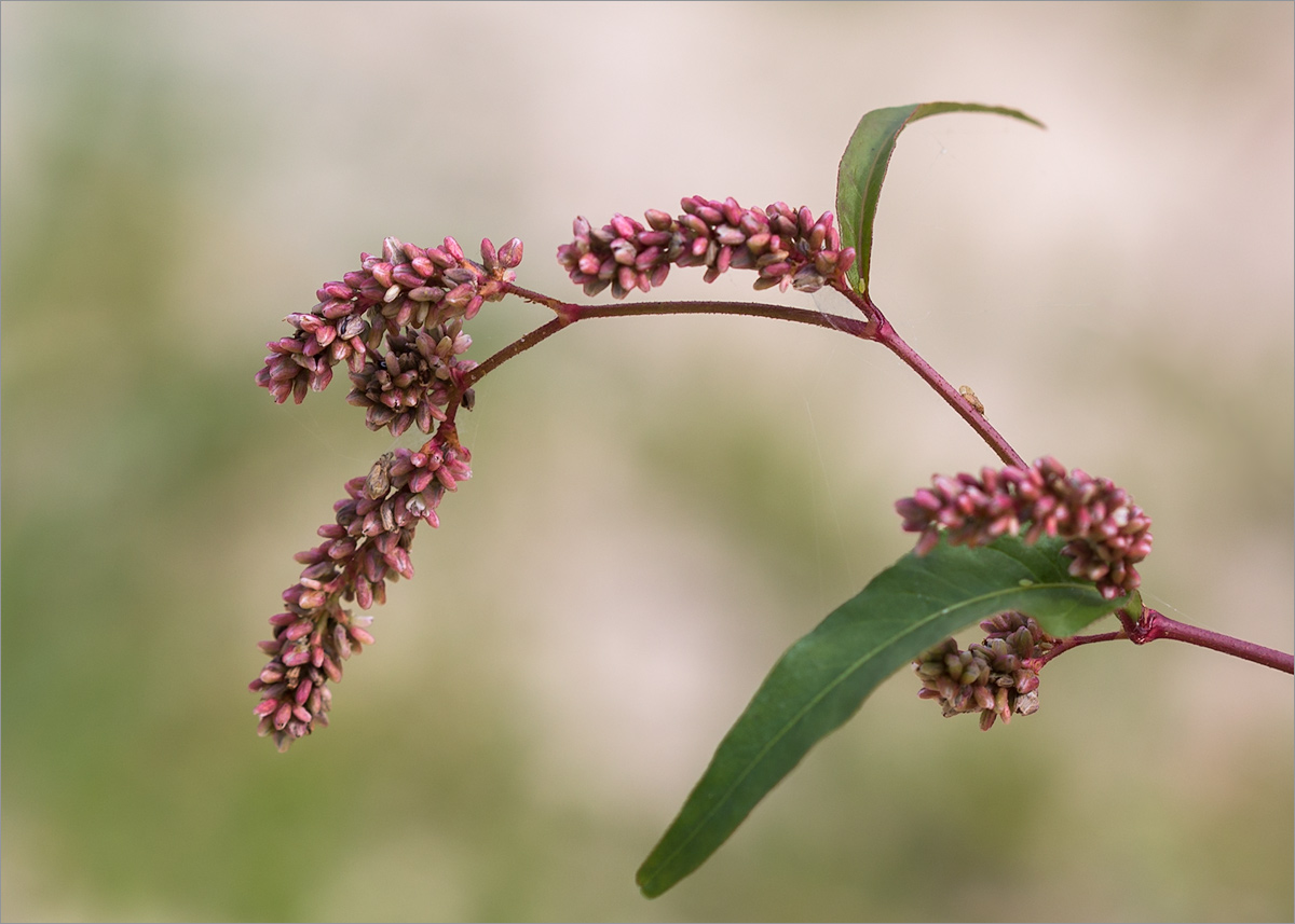 Изображение особи Persicaria lapathifolia.