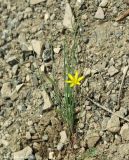 Gagea tenuifolia