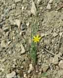 Gagea tenuifolia. Цветущее растение. Азербайджан, Лерикский р-н, Зуванд, окр. с. Шонаджола. 12.04.2010.