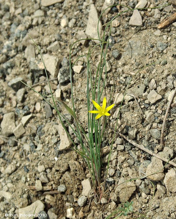 Изображение особи Gagea tenuifolia.