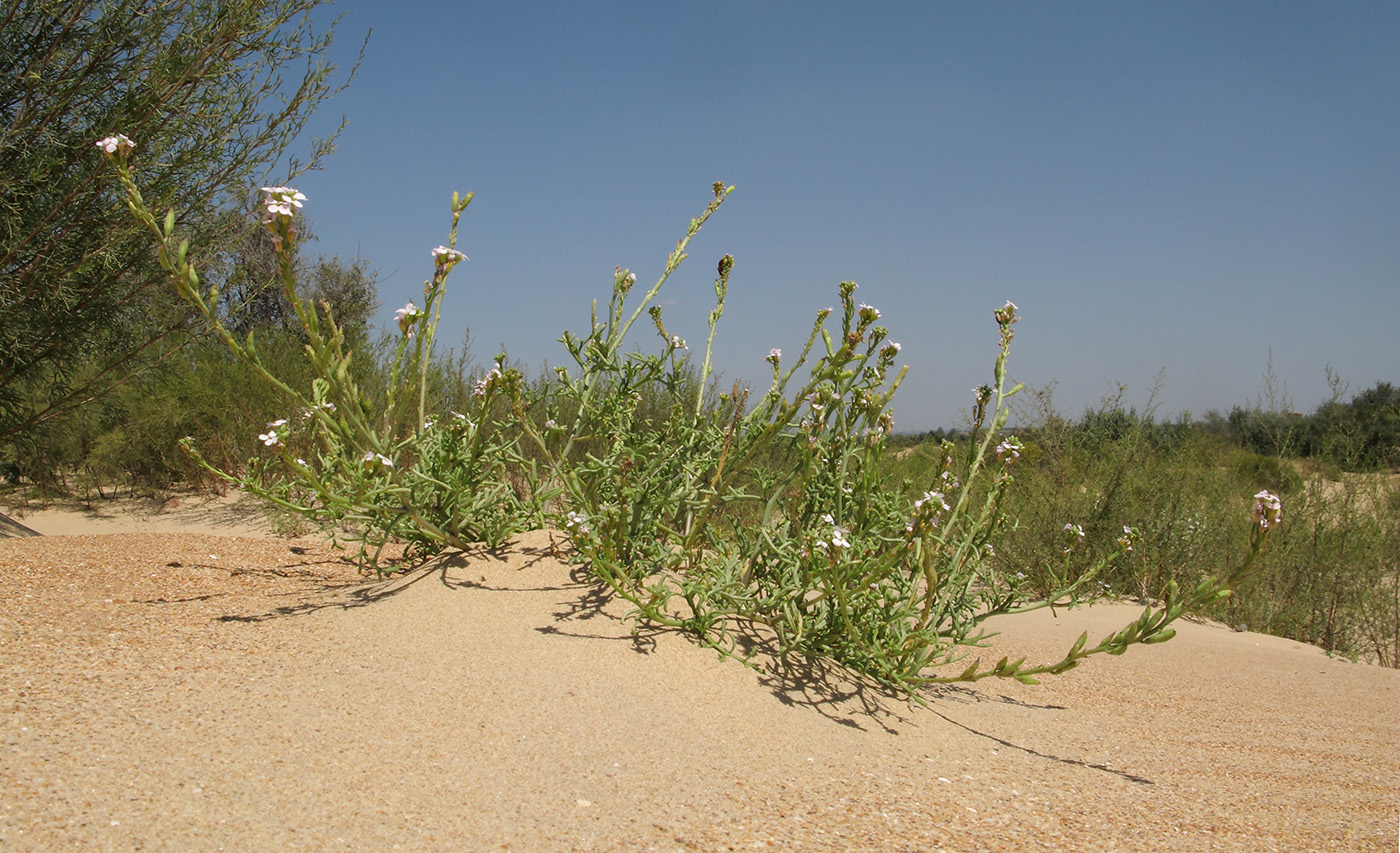 Image of Cakile euxina specimen.