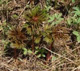 Paeonia hybrida