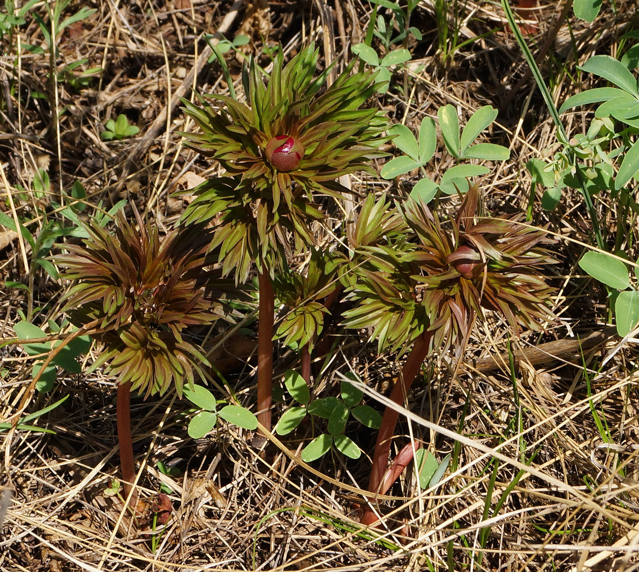 Изображение особи Paeonia hybrida.