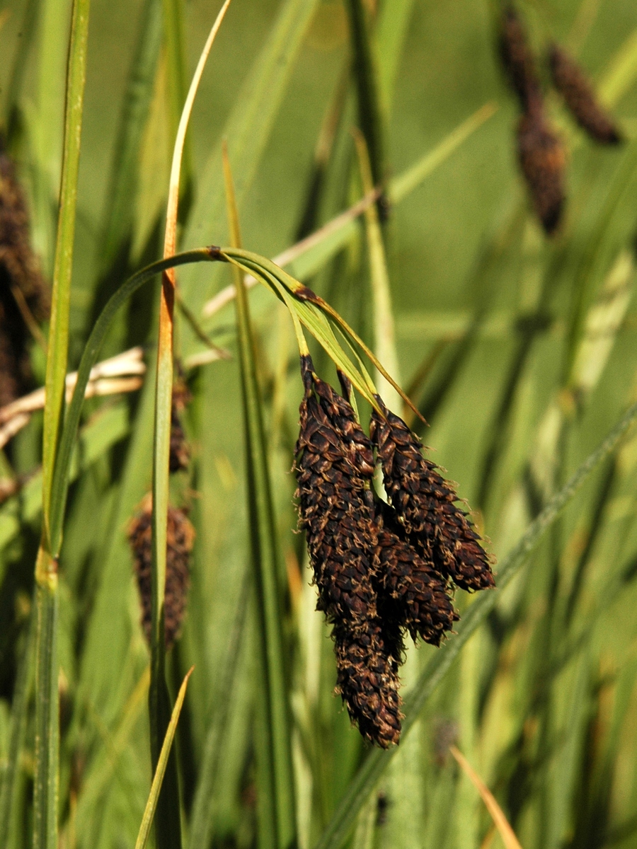 Image of Carex aterrima specimen.